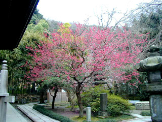 鎌倉　安国論寺