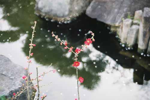 鎌倉　長谷寺