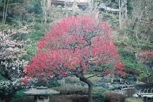 鎌倉　長谷寺