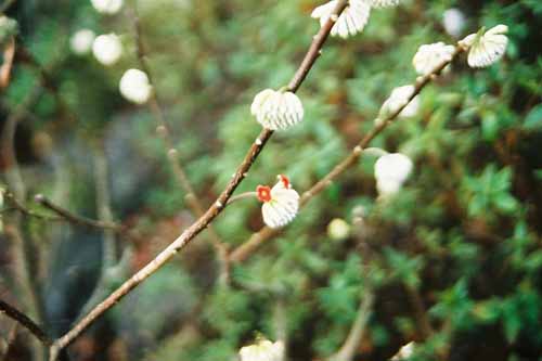 鎌倉　長谷寺