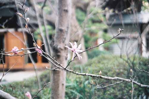 鎌倉　長谷寺