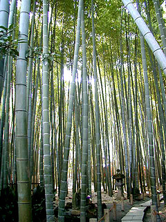 鎌倉 報国寺