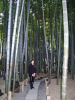鎌倉　報国寺