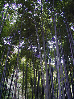 鎌倉　報国寺
