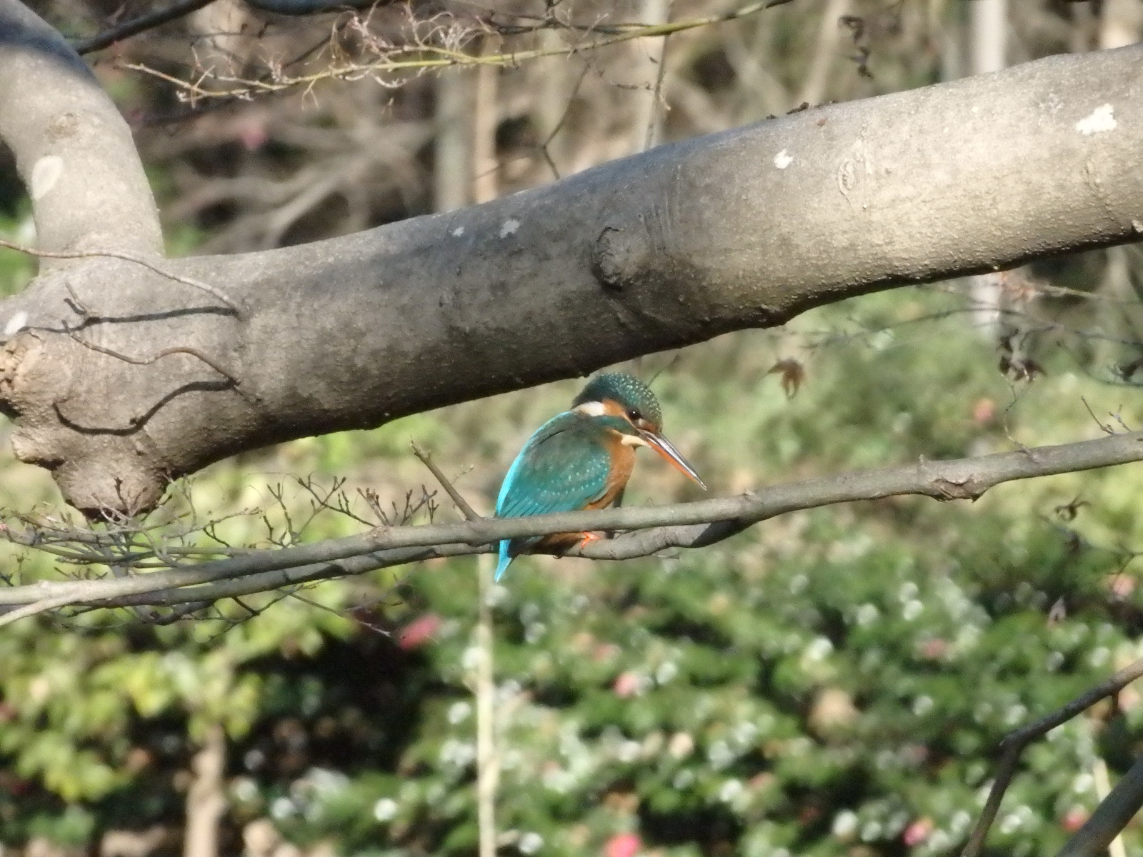 カワセミ