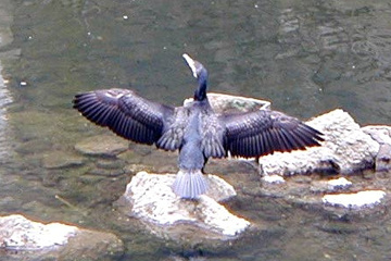 カワウ