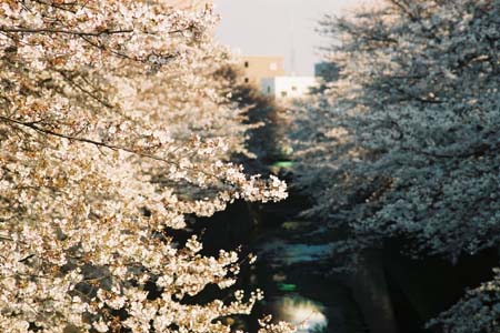 面影橋・江戸川公園から護国寺