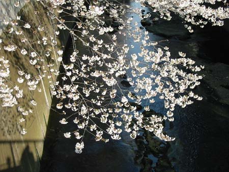 面影橋・江戸川公園から護国寺