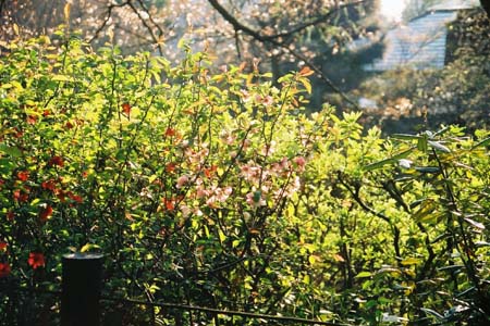 面影橋・江戸川公園から護国寺