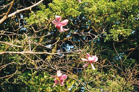 面影橋・江戸川公園から護国寺