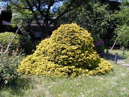 肥後細川庭園(新江戸川公園)