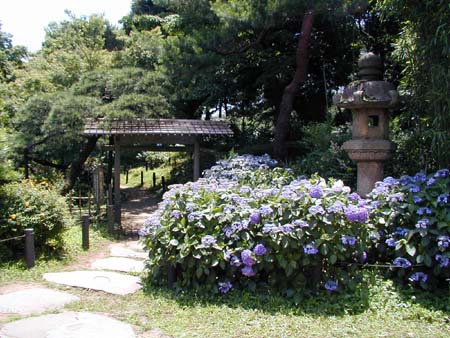 肥後細川庭園(新江戸川公園)