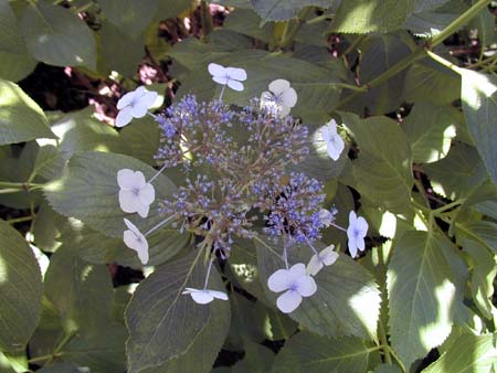 肥後細川庭園(新江戸川公園)