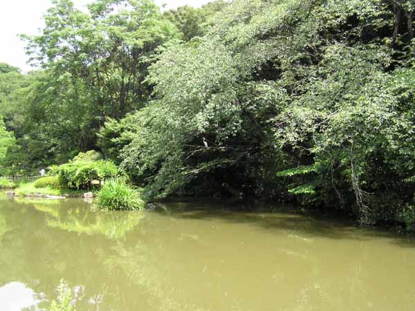 肥後細川庭園(新江戸川公園)