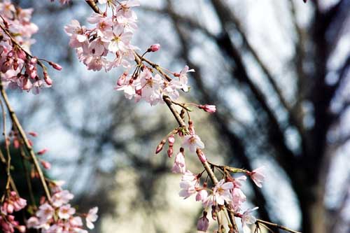 六義園