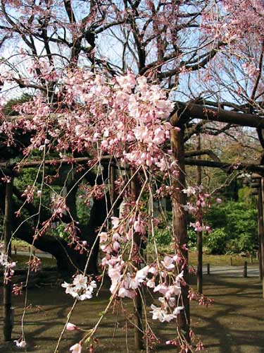 六義園