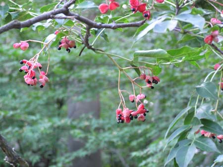 自然教育園　ゴンズイ