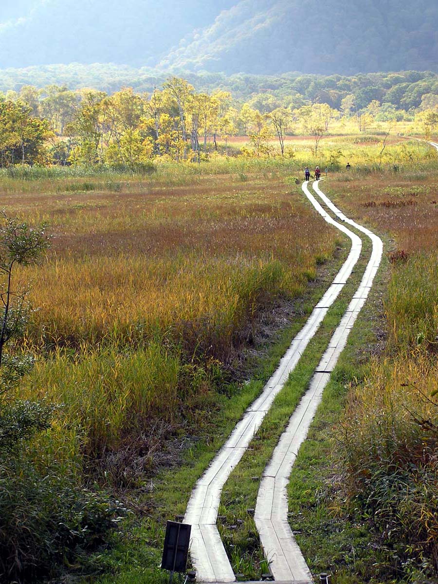 草紅葉と光る木道