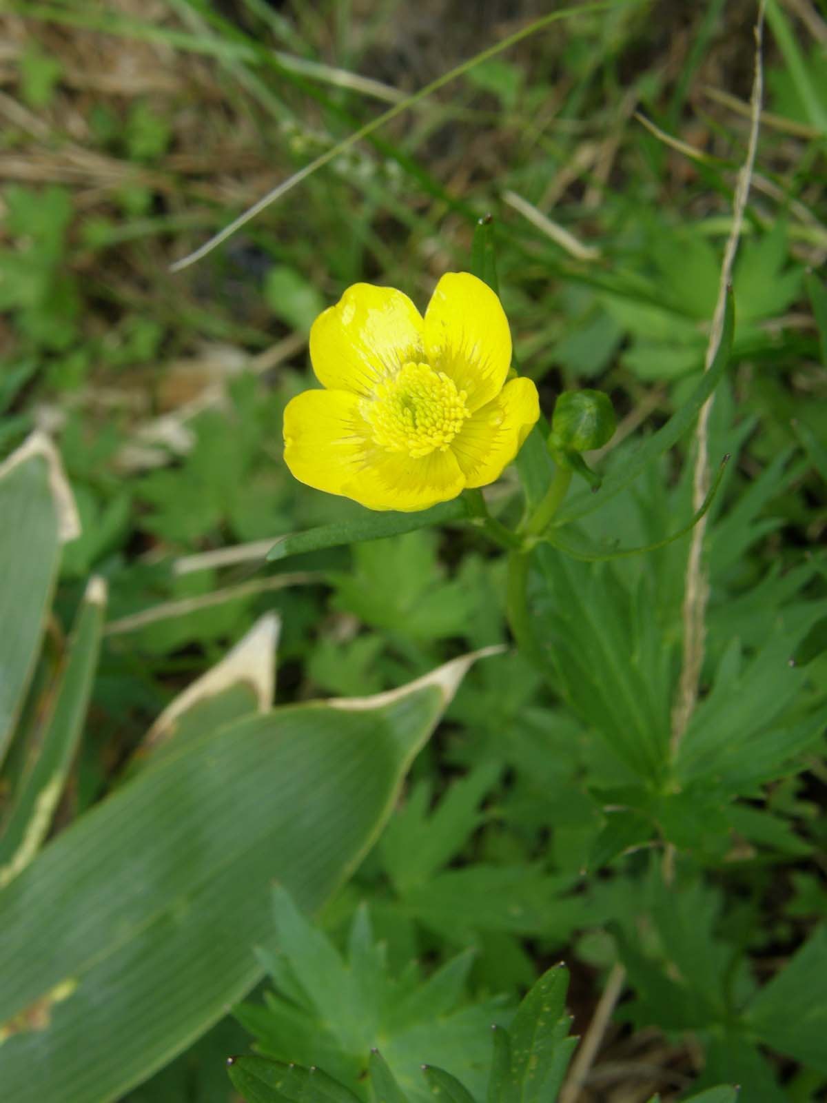 ミヤマキンポウゲ