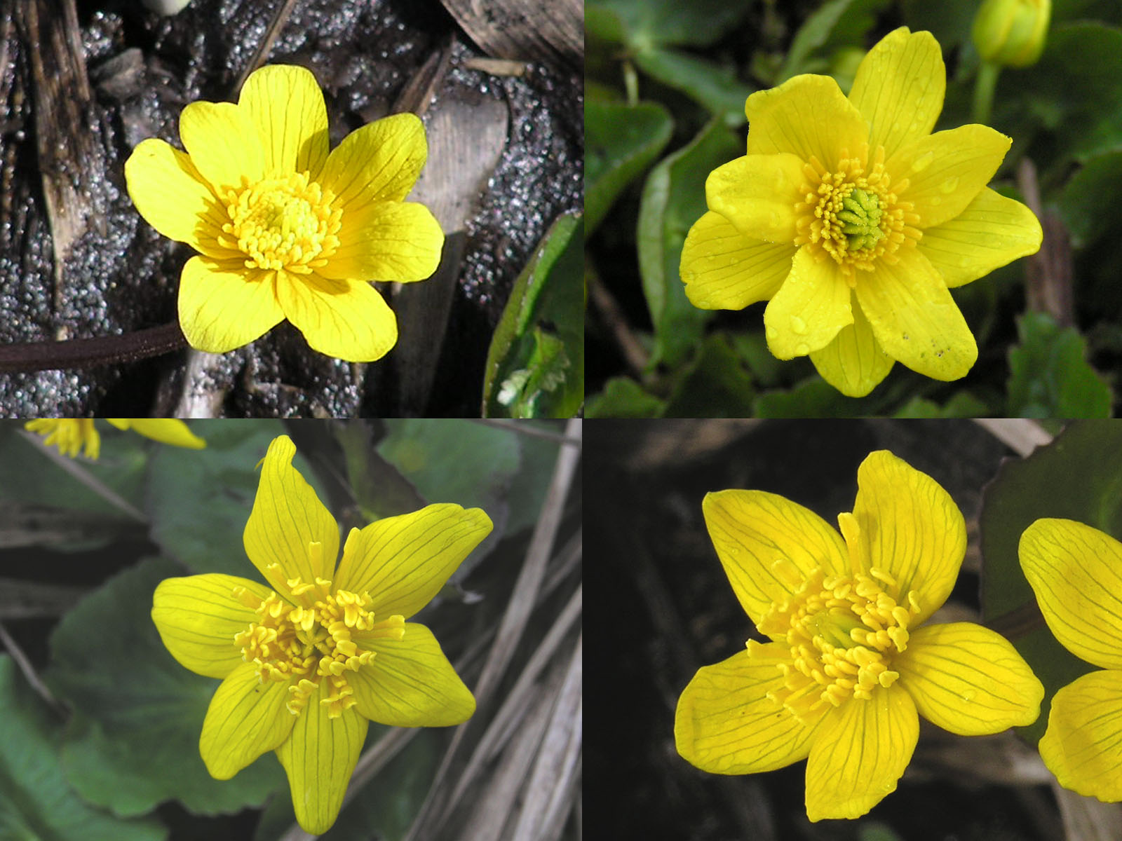 リュウキンカの花弁の数 