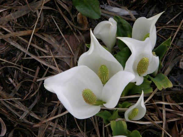 珍しい水芭蕉